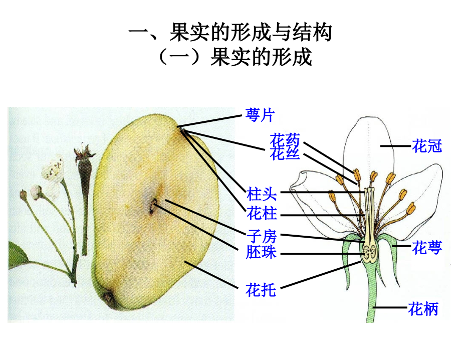 植物的繁殖06果实.ppt_第2页