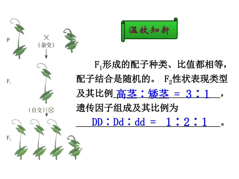 第一章第二节孟德尔的豌豆杂交实验{二}.ppt_第2页