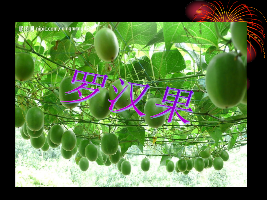 果实及种子类中草药.ppt_第1页