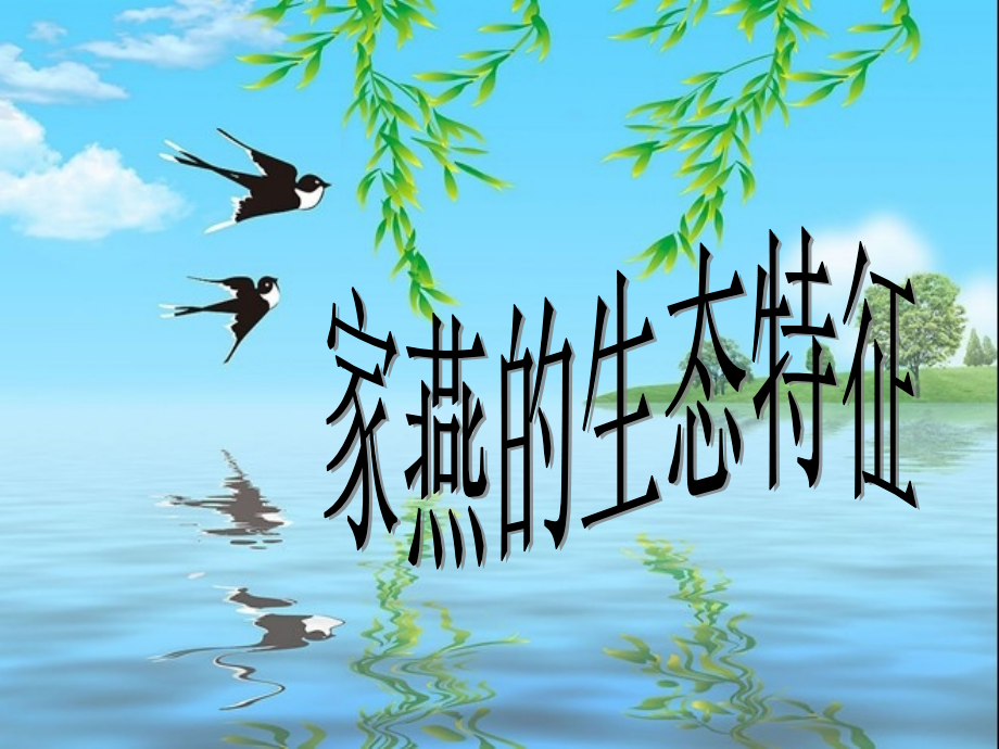 家燕的生态特征.ppt_第1页