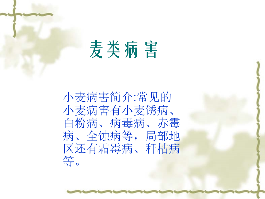 小麦病虫害.ppt_第2页