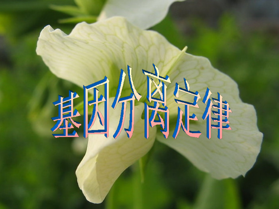 基因的分离定律第二课时.ppt_第1页
