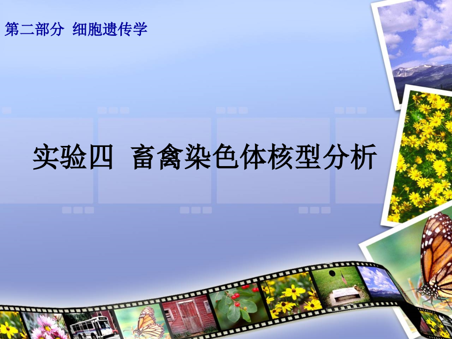 实验四畜禽染色体核型分析.ppt_第1页