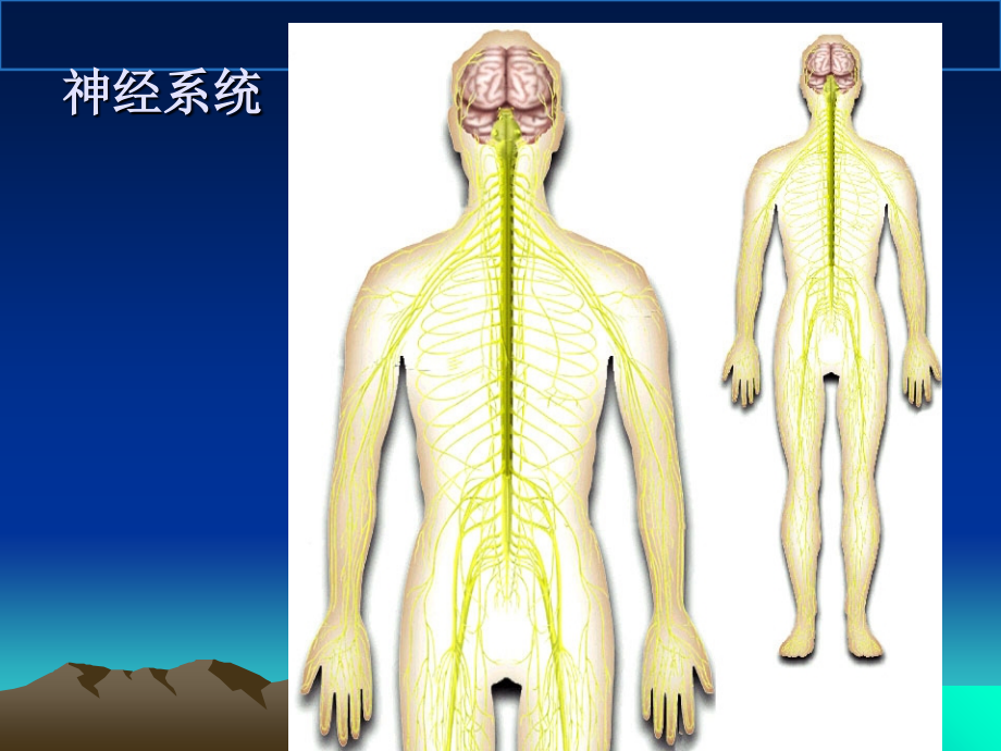神经系统的感觉机能和感觉器官医学知识.ppt_第1页