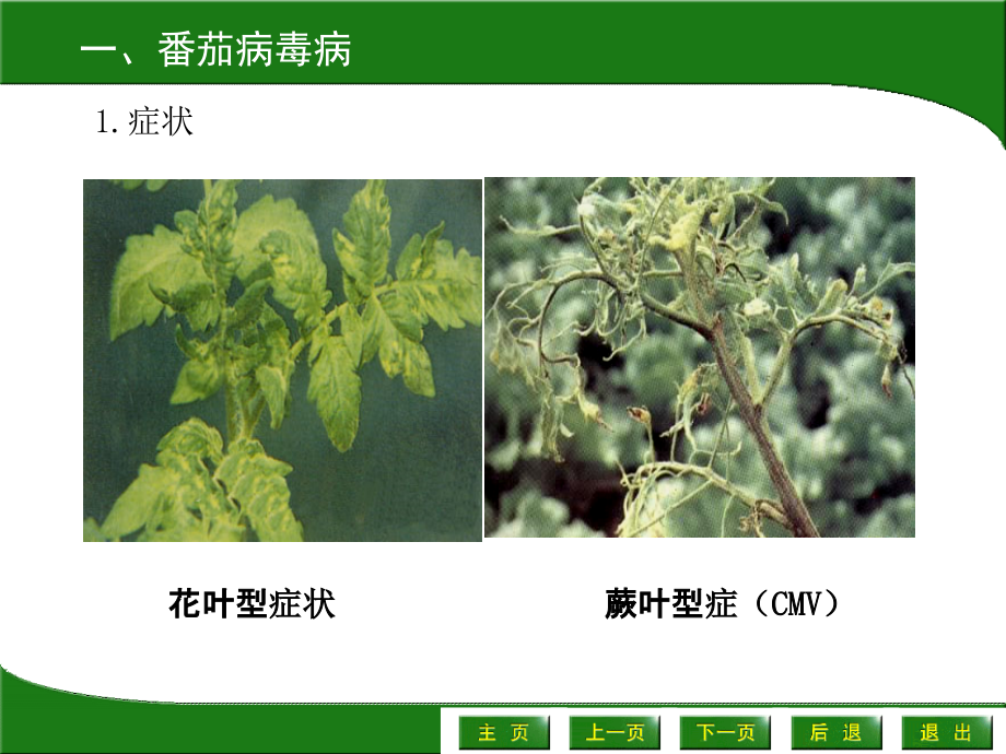 茄果类病虫害.ppt_第2页