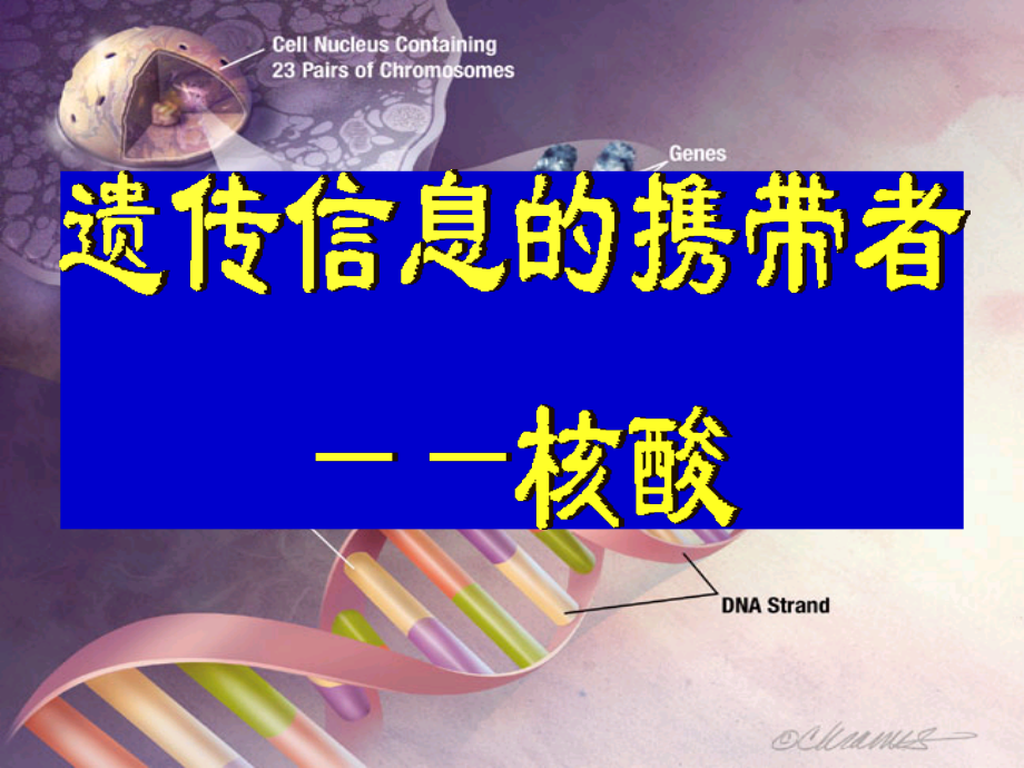 核酸的结构和功能-(2).ppt_第1页