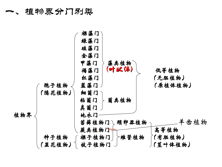 奥赛冲刺-第3轮：考点串讲-植物系统学.ppt_第2页
