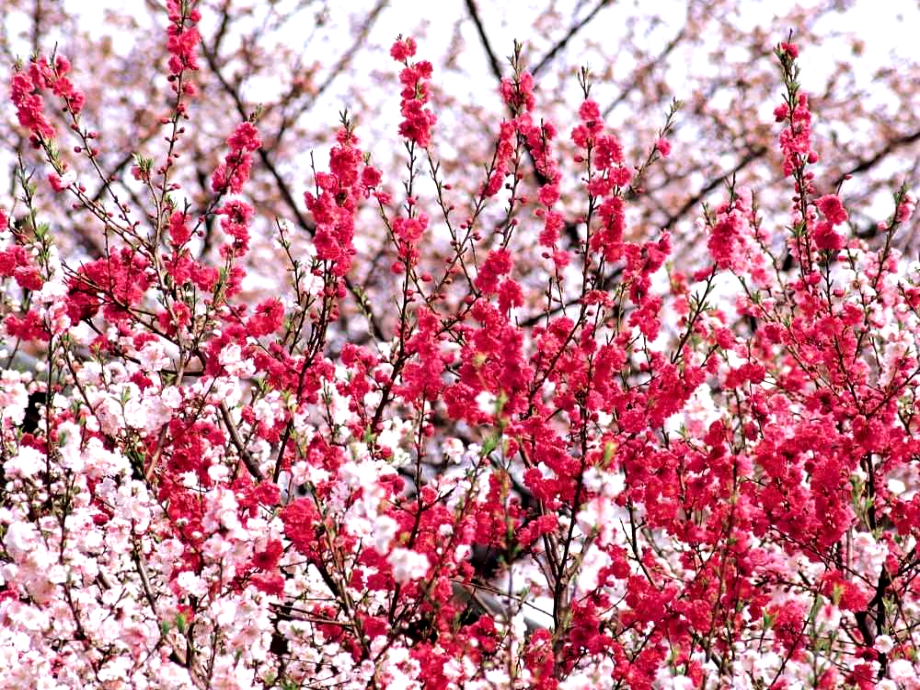 桃花源记用.ppt_第2页