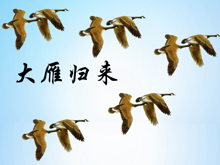七年级语文上册 《大雁归来》课件 鲁教版.ppt_第1页