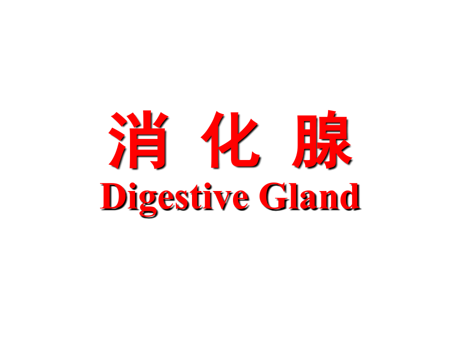 组织学与胚胎学消化腺.pptx_第1页