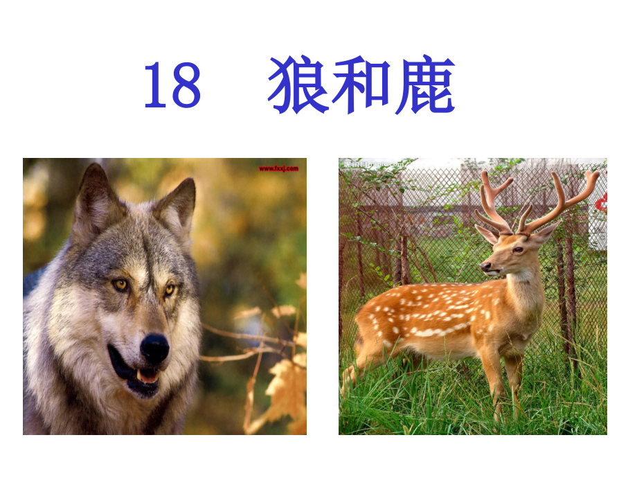 狼和鹿课件.ppt_第2页