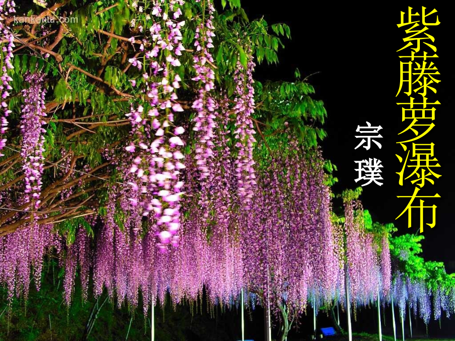 可用《紫藤萝瀑布》.ppt_第1页