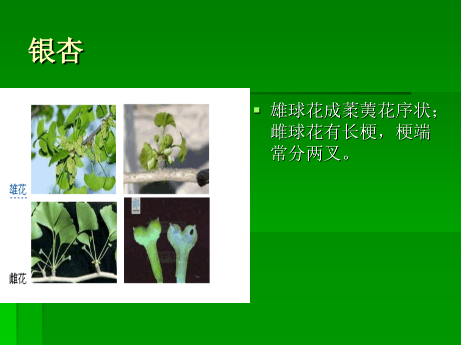 常见园林用植物介绍.ppt_第1页