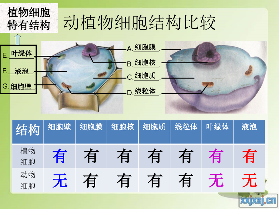 第一节细胞的生活.ppt_第1页