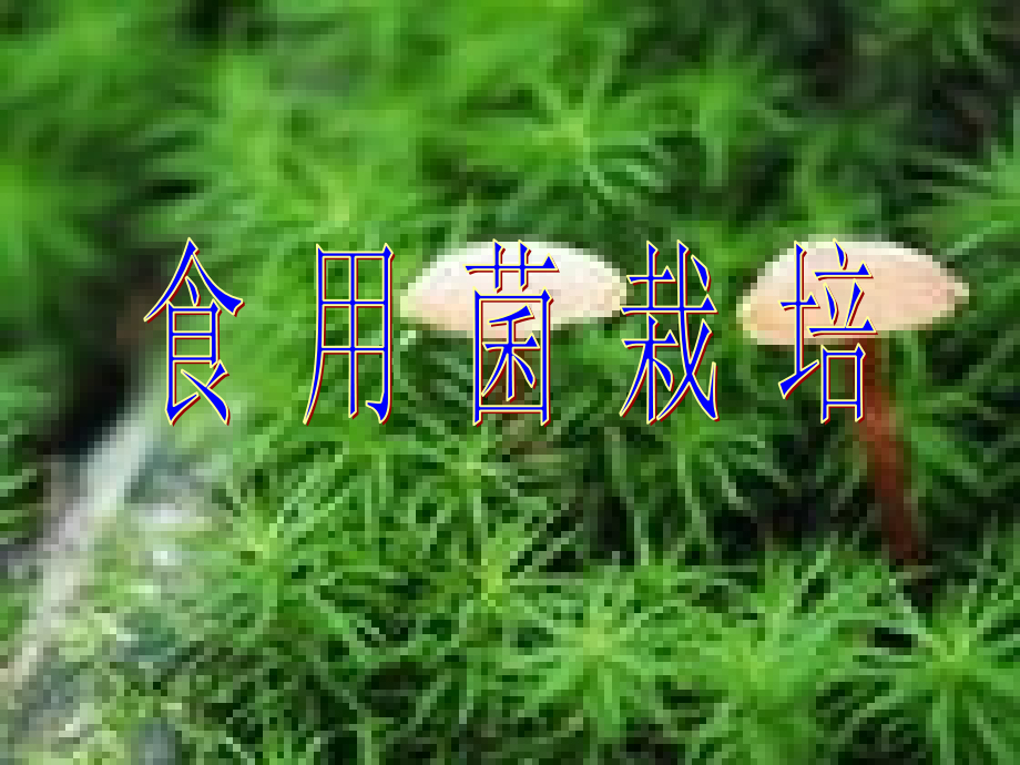 第三章,花卉.ppt_第1页