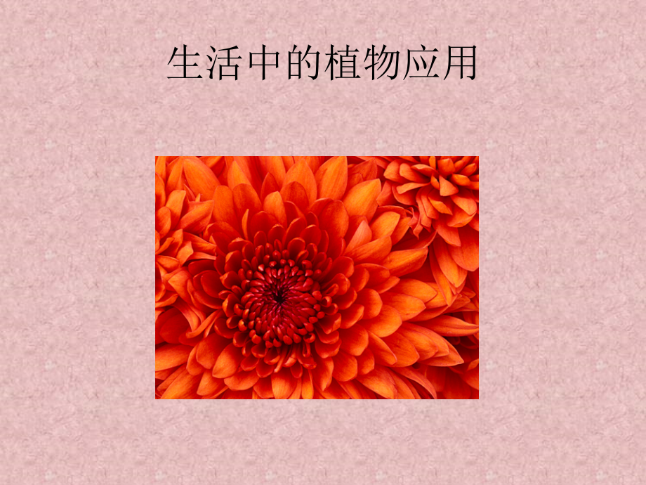 生活中的植物应用.ppt_第1页