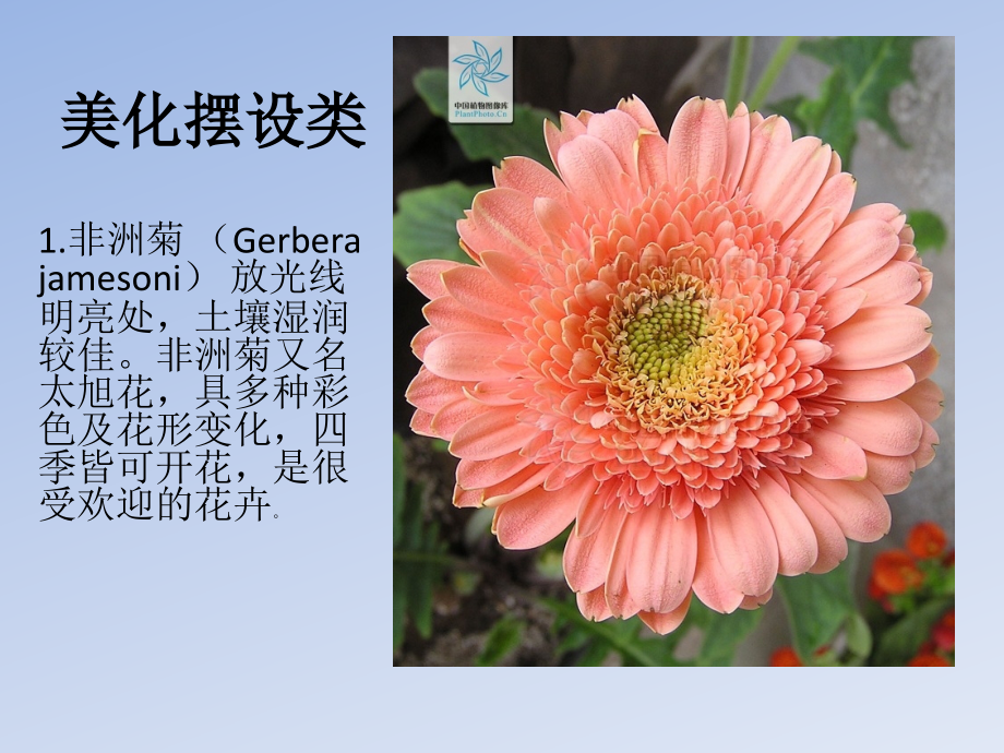 生活中的植物应用.ppt_第2页
