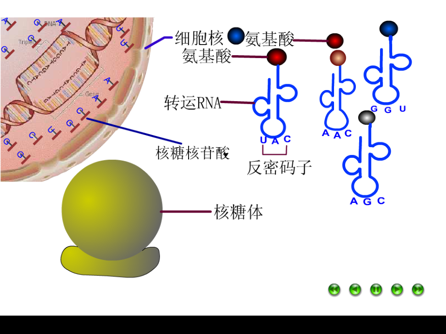 [课件4-2基因对性状的控制.ppt_第2页