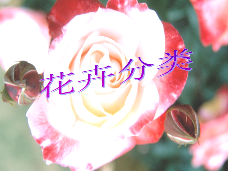 ppt花卉分类.ppt_第1页