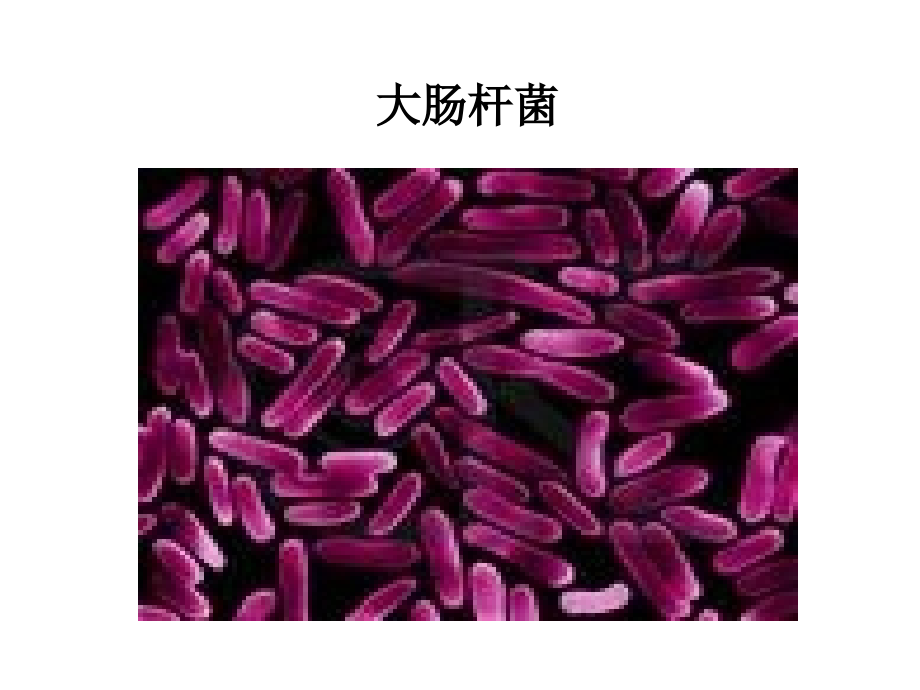 微生物的实验室培养 精校版.ppt_第2页