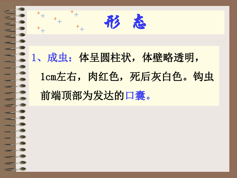 第五节-钩虫1.ppt_第2页
