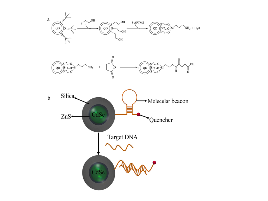 robust silica coated quantum dot.ppt_第2页