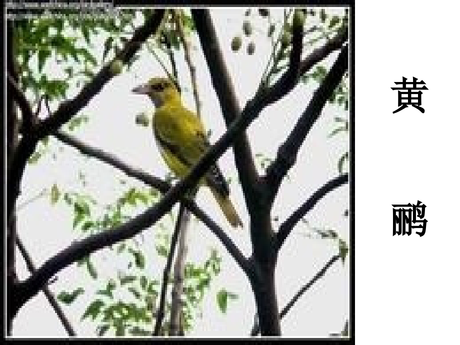 森林音乐会.ppt_第1页