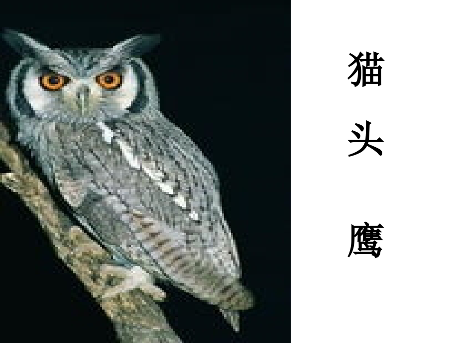 森林音乐会.ppt_第2页