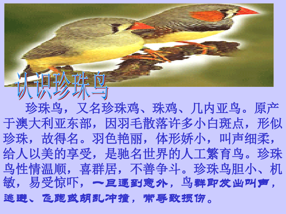 《珍珠鸟》课件2(1).ppt_第2页