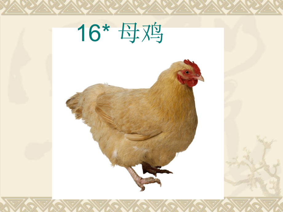 四年级语文上册第四组16.母鸡课件.ppt_第1页