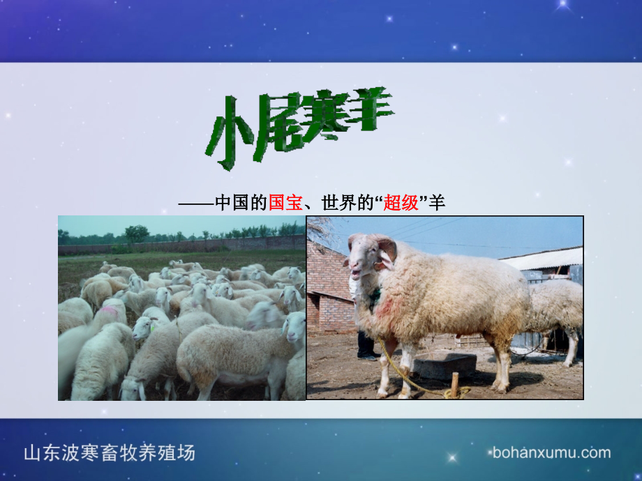 小尾寒羊介绍.ppt_第1页