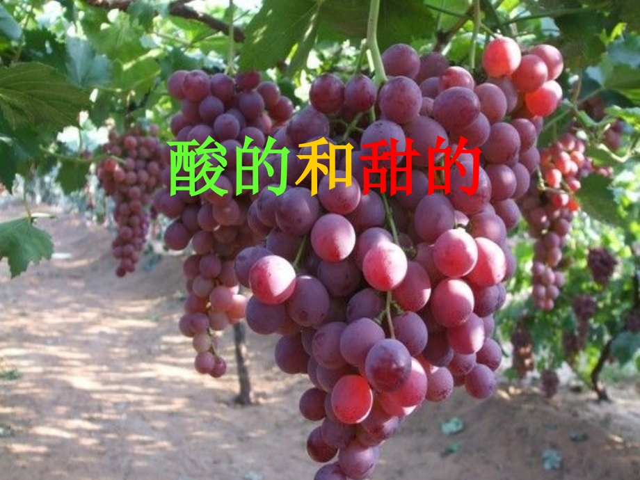 《酸的和甜的》ppt课件(18页).ppt_第2页