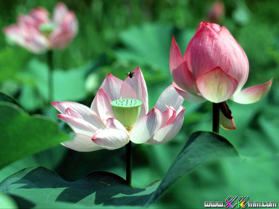 给梦想一次开花的机会.ppt_第2页