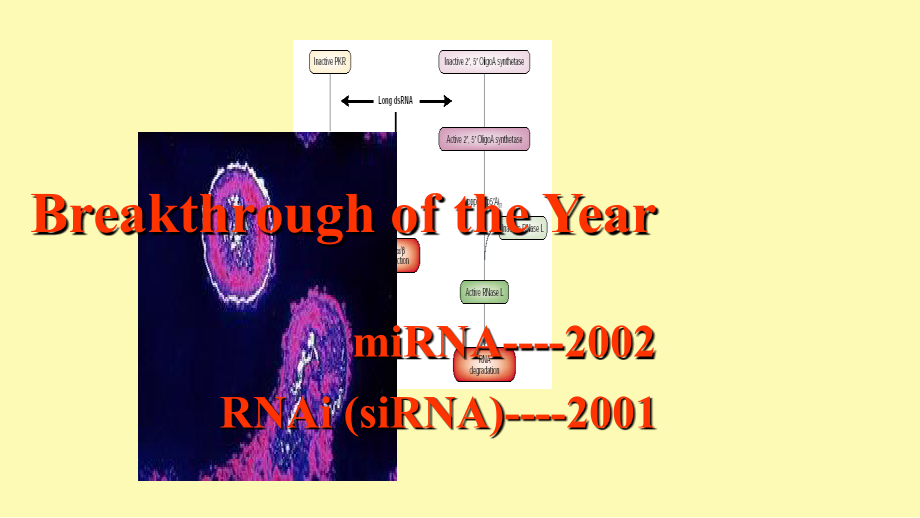 分子生物学第十章RNA干扰及其它小RNA的作用.ppt_第2页
