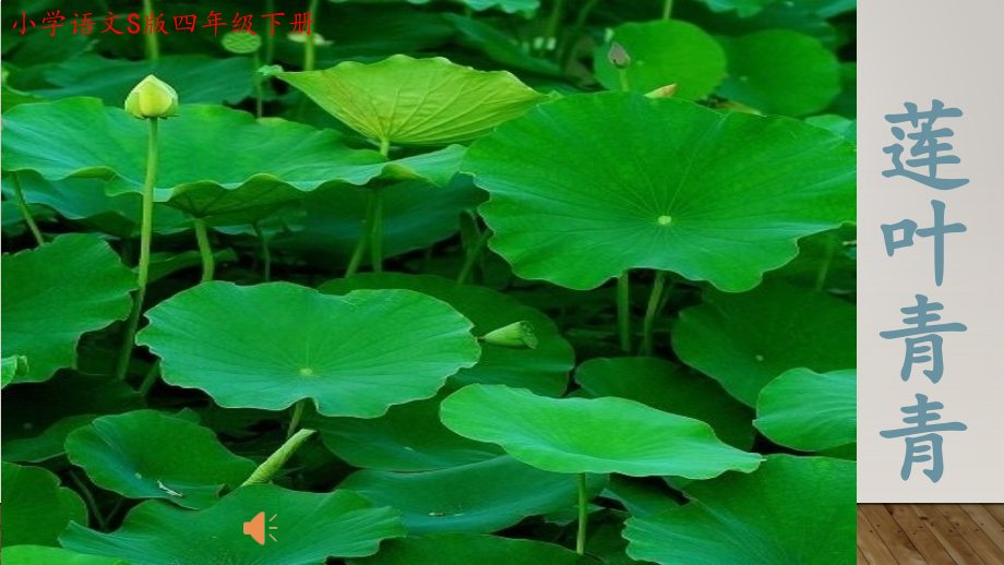 莲叶青青.pptx_第1页