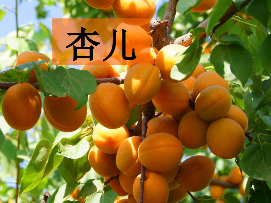 杏儿熟了.ppt_第1页