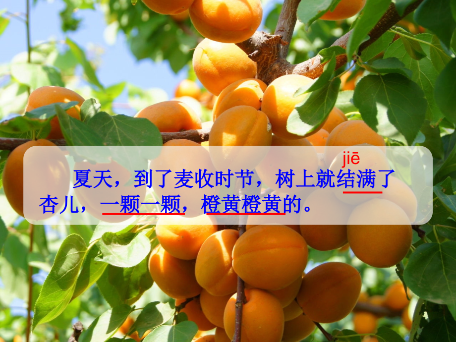 杏儿熟了.ppt_第2页