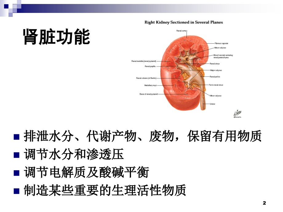 生化——肾功能.ppt_第2页