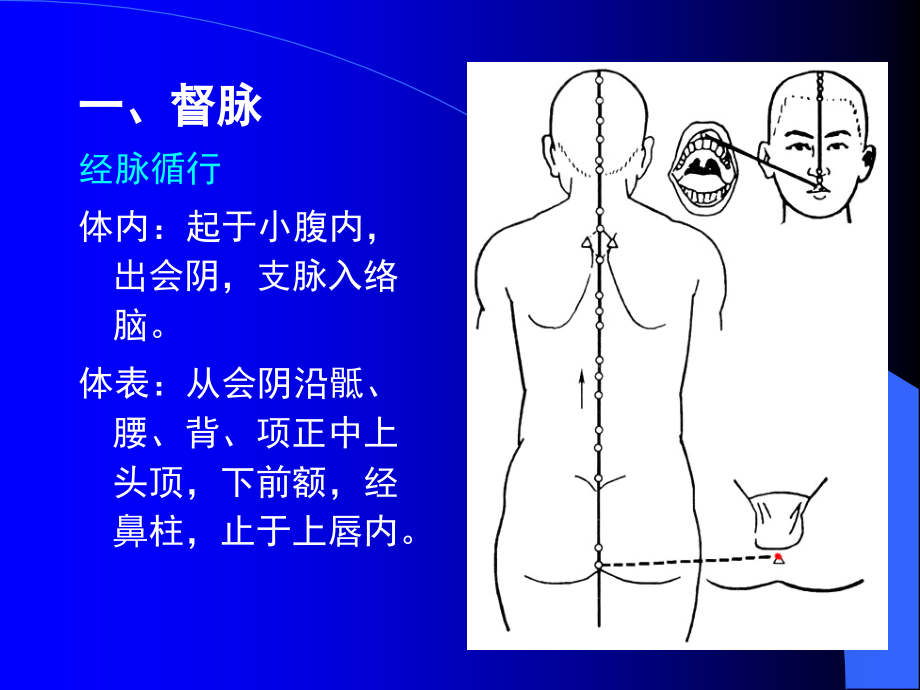 十四经腧穴及常用奇穴.ppt_第2页