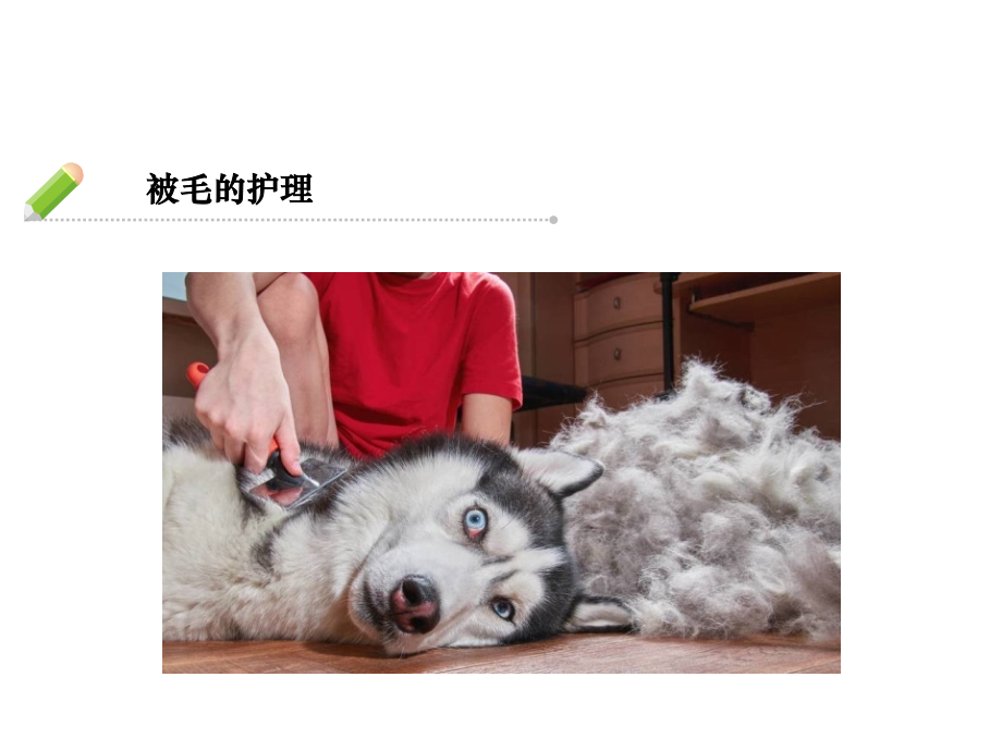 犬的基础护理-梳毛.ppt_第1页