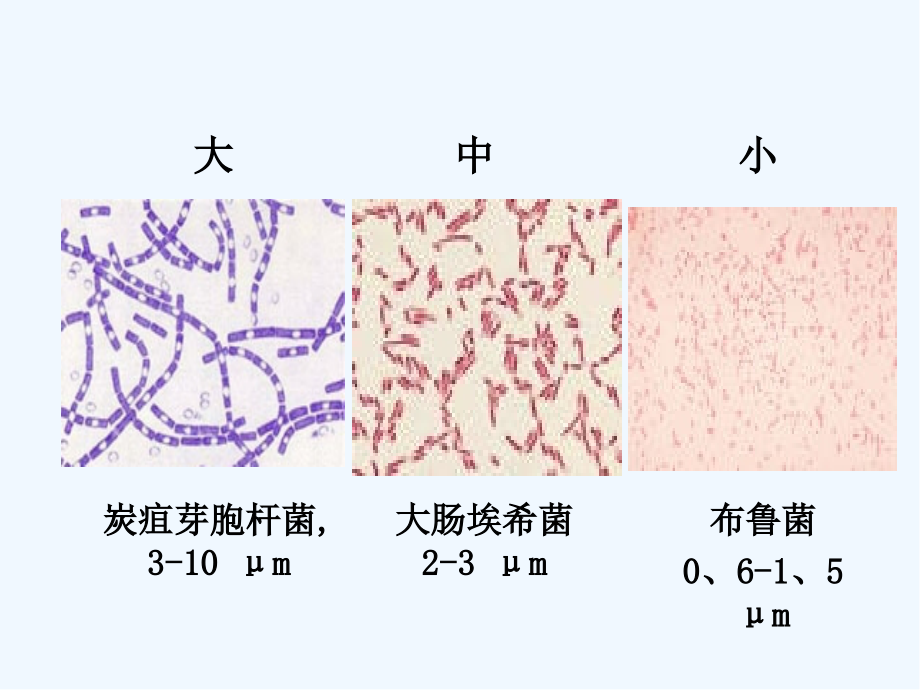 微生物学基础.pptx_第2页