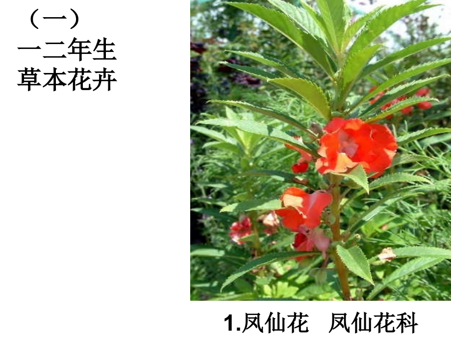 高级花卉园艺师考试植物识别.ppt_第1页