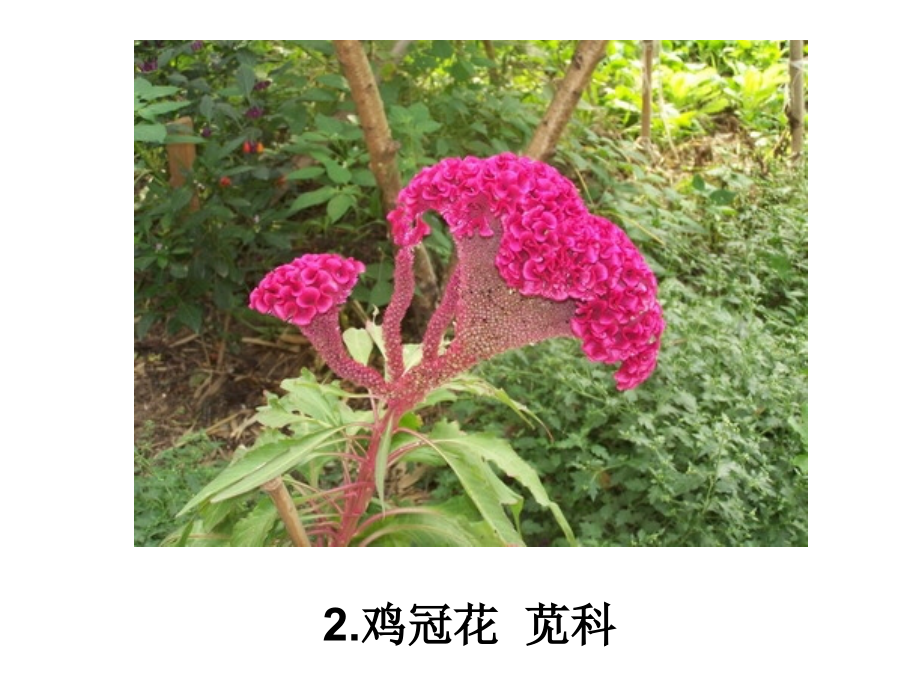 高级花卉园艺师考试植物识别.ppt_第2页
