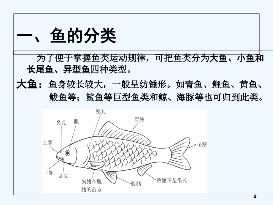 运动规律鱼类的运动.ppt_第2页