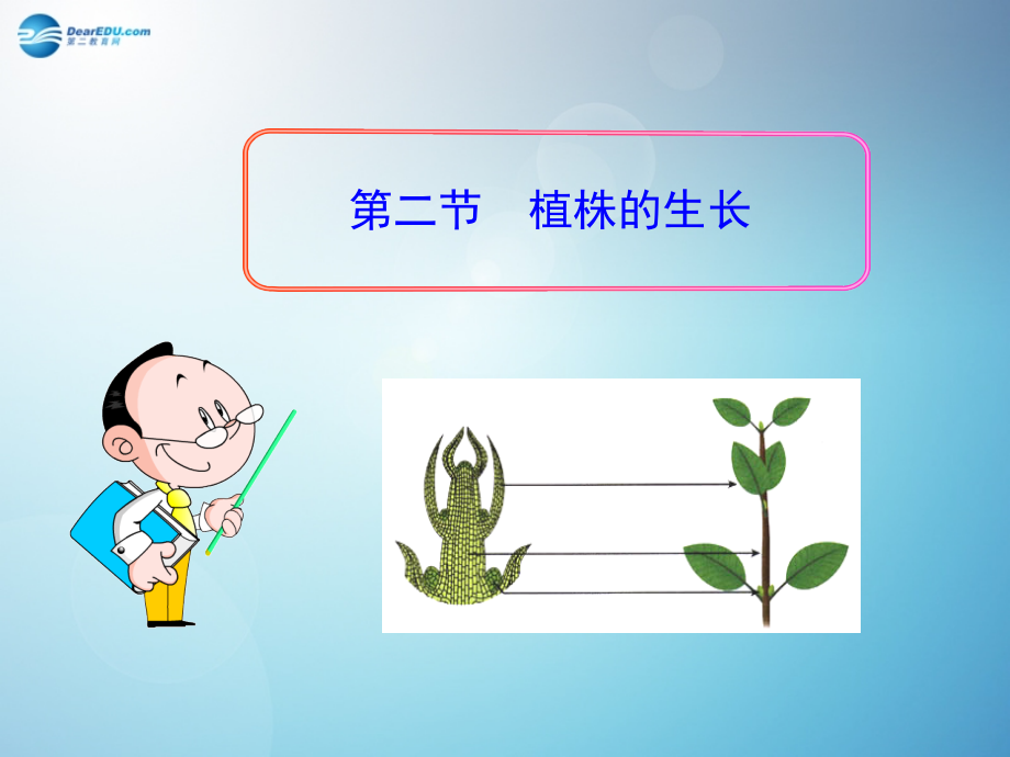 七年级生物上册 3.2.2 植株的生长课件 （新版）新人教版.ppt_第2页