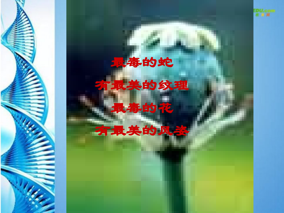 八年级生物下册 珍爱生命 拒绝毒品(一)课件 苏科版 课件.ppt_第2页