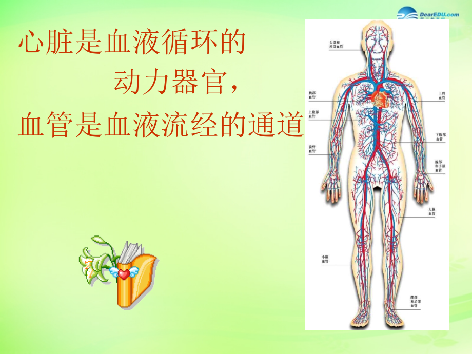 七年级生物下册 3.3.2 物质运输的器官课件 （新版）济南版.ppt_第2页
