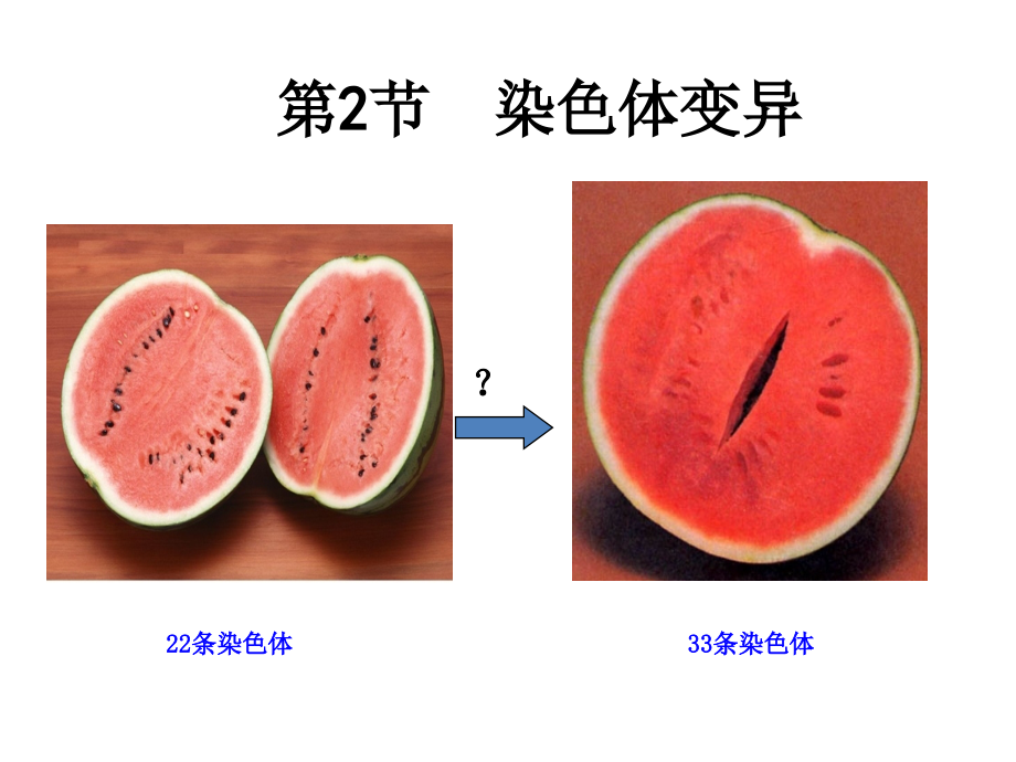 染色体结构的变异-(3).pptx_第1页