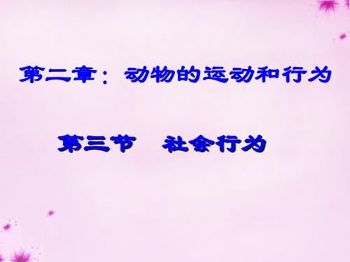 八年级生物上册 5.2.3 社会行为课件1 (新版)新人教版 课件.ppt