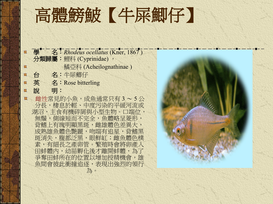台湾常见鱼类.ppt_第2页